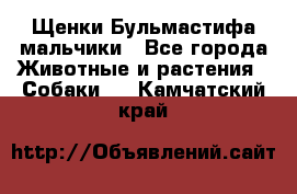 Щенки Бульмастифа мальчики - Все города Животные и растения » Собаки   . Камчатский край